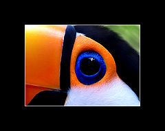 photo "Pantanal2008 Jan"