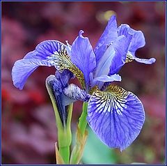 photo "Iris"