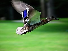 photo "ente"