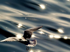 photo "And Nature is... so beautiful!!!!"