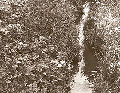 фото "By A Babbling Brook"