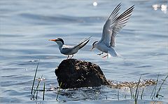 photo "Sterna hirundo"