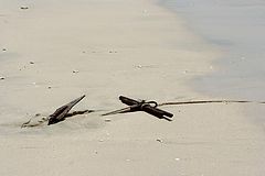 фото "anchor"