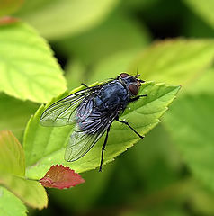 фото "My first macro shot."