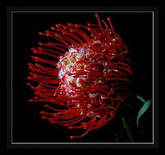 фото "Proteaceae"