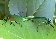фото "Два прожорливых жука"
