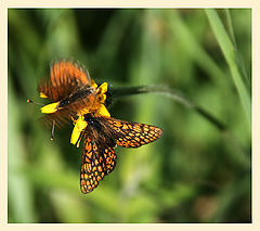 photo "Dear, don`t worry !  :-)"