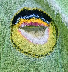 фото "Luna moth wing eyespot"