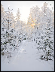 фото "Лучики в морозном лесу"