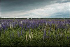 photo "Моre lupins :)"