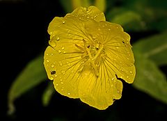 фото "Цветок в дожде"