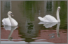 photo "***"