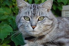 photo "look into my eyes"