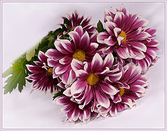photo "* * *"