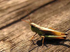 фотоальбом "Insect macros"