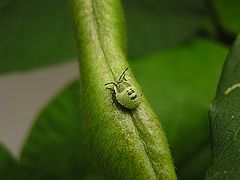 фото "Little bug"