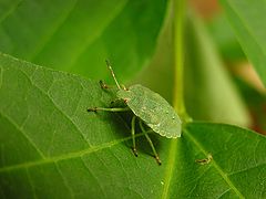 фото "Green bug"