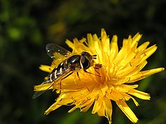 фото "Bee"
