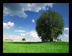 фото "Silent afternoon"