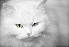 фото "Кот."