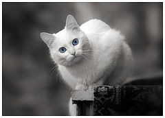 photo "***"