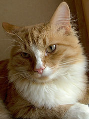 фото "Портрет кота"
