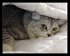 photo "Happy tomcat"