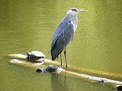 фото "Big bird."