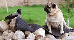 photo "Friends"
