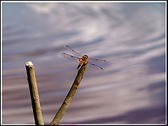 photo "***"