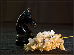 photo "Black horse and white acacia"