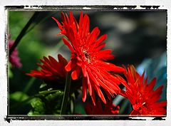 photo "The Simple Daisy"