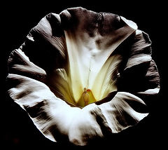 photo "Deep in the Flower Feelings..."