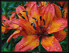 photo "After a rain"