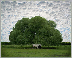 photo "***"