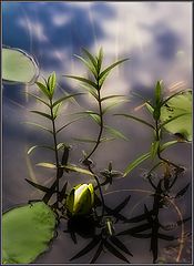 photo "Birth of beauty"