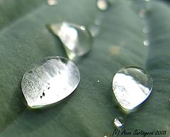 фотоальбом "Macro/Close-up"