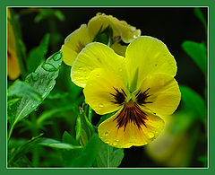 photo "***"
