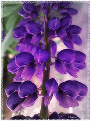 фото "***"