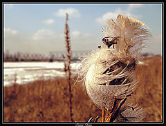 photo "They lost..."