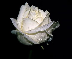 photo "For you, my Friends... a White Rose..."