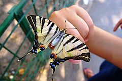 фото "Butterfly on arm"