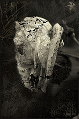 photo "***"