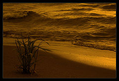 photo "***"