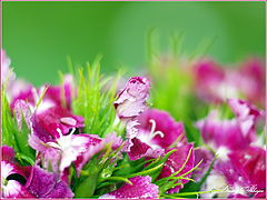 photo "***"