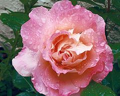 фото "Rose " Rachel ""