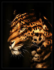 photo "mark of captivity"