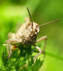 фото "Grasshoper, second shot..."