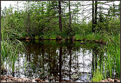 photo "Timber lake"