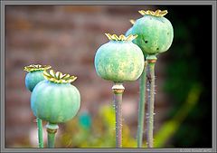 photo "Seeds"